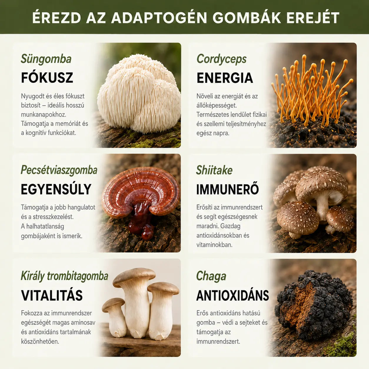 6 adaptogén gomba és hatásuk: süngomba a fókuszért, cordyceps az energiáért, pecsétviaszgomba az egyensúlyért, shiitake az immunerőért, király trombitagomba a vitalitásért, chaga az antioxidáns védelemért