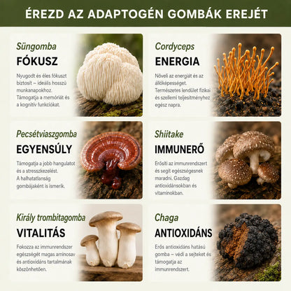 6 adaptogén gomba és hatásuk: süngomba a fókuszért, cordyceps az energiáért, pecsétviaszgomba az egyensúlyért, shiitake az immunerőért, király trombitagomba a vitalitásért, chaga az antioxidáns védelemért